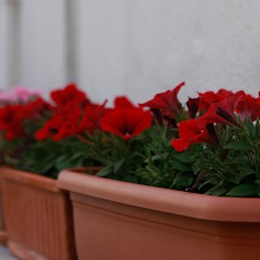 Primo piano vasi di fiori